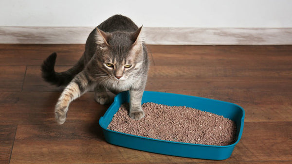 Os Benefícios da Caixa de Areia para Gatos