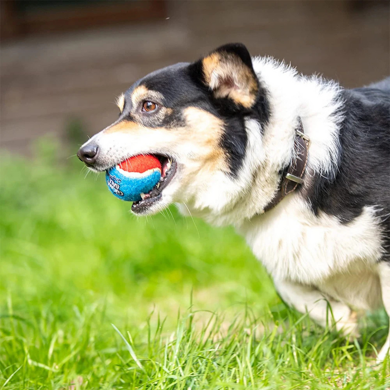 Bola de Tênis Pet Gigwi Ball Resistente para Cachorros