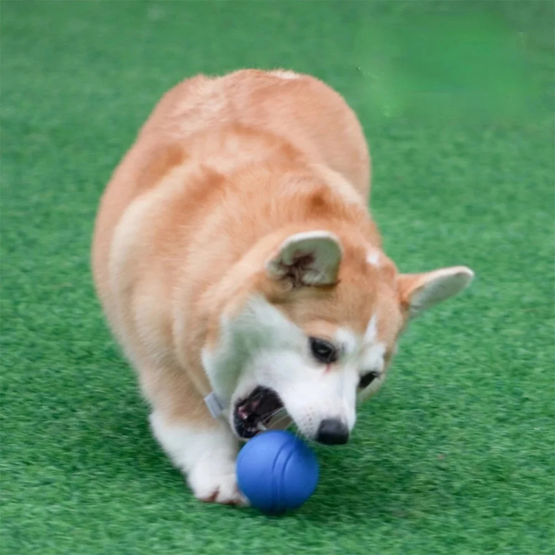 Bola Resistente Mastigável para Cachorros