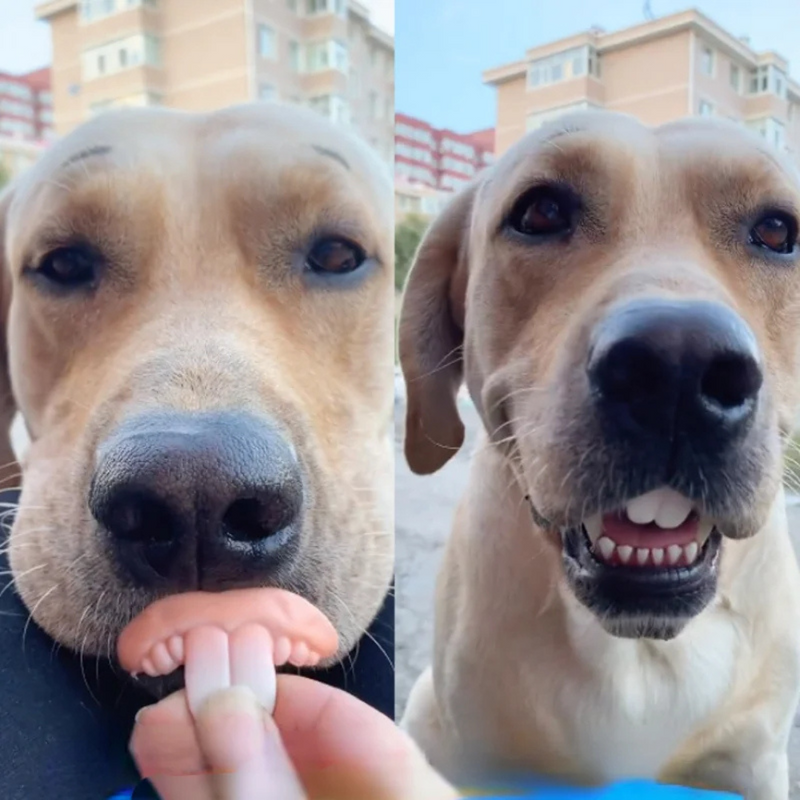 Dentadura Engraçada para Cachorros Festa Halloween