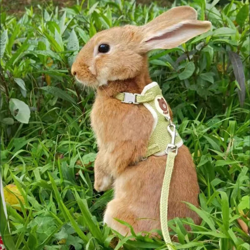 Coleira Peitoral com Guia para Coelhos