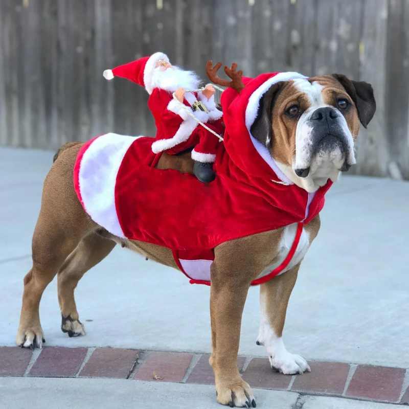 Fantasia de Natal Pet Roupinha Natalina Rena Papai Noel