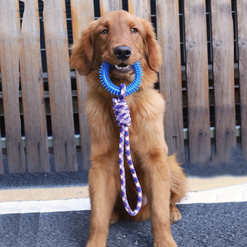 Brinquedo Corda com Argola Pet Mordedor Resistente para Dentição de Cães