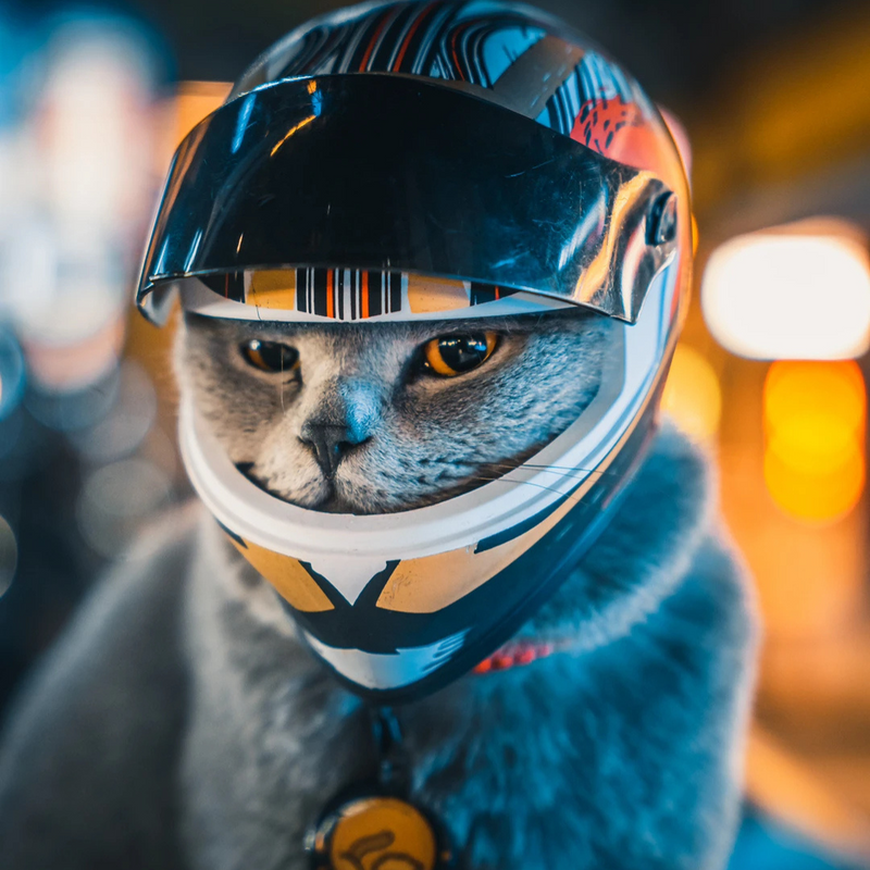 Capacete de Motocicleta para Cachorros e Gatos