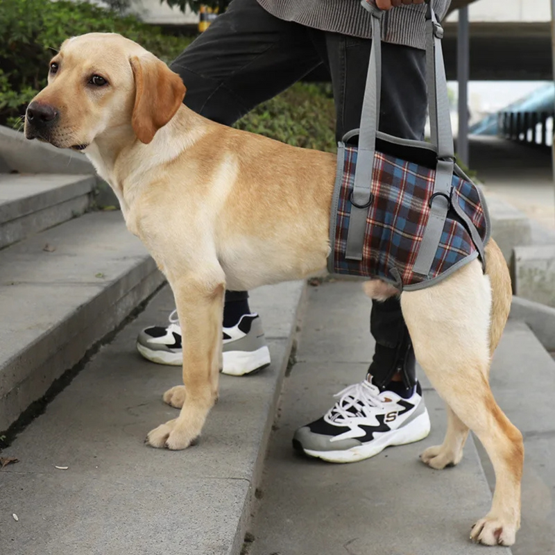 Suporte Sling com Alça Ajustável para Cachorros Idosos com Dificuldade de Andar Displasia Deficiência Pós Cirurgia