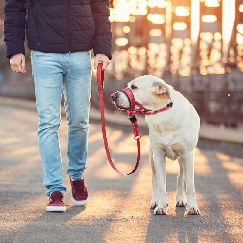 Coleira Anti Latido Focinheira com Guia Refletiva para Treinamento Adestramento de Cachorros